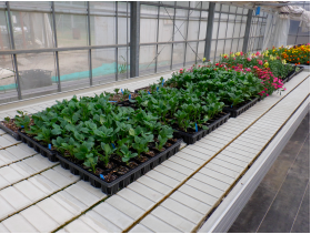 切り花アスター少量培地栽培の導入検討について Ict活用授業 探究ライブラリ ポータルサイト